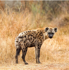 África